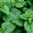 Cum să îți detoxifiezi organismul prin alimentație - 5 trucuri simple