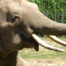 Acesti elefantei sunt pur si simplu adorabiliiiii. Ce crezi ca fac cand aud sunetul viorii? 