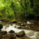 Magia verde, magia sfanta