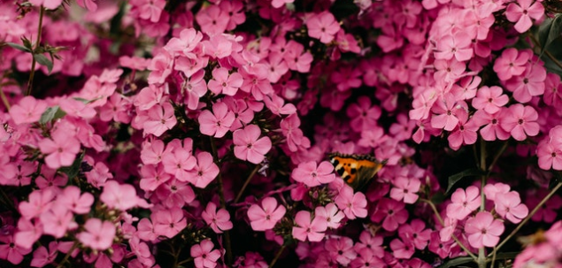Ce iti place cel mai mult la luna mai?