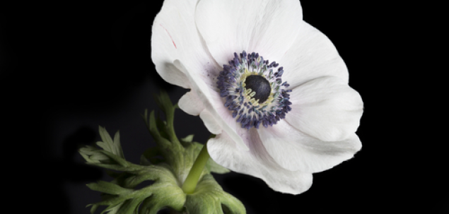 Cum se numeste aceasta floare?