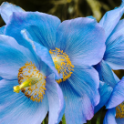 Ați mai văzut vreodată maci albaștri? Macul albastru de Himalaya este de o frumusețe ireală