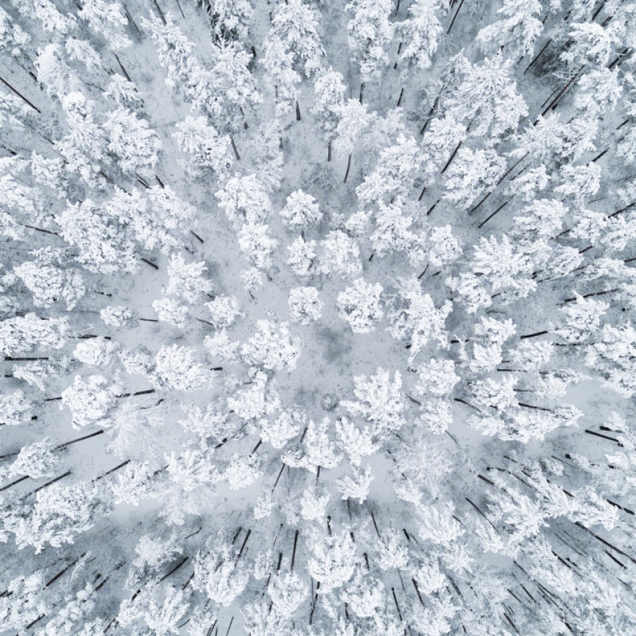 Vertigo alb: Peisaj aerian cu o pădure de pini îmbrăcată în zăpadă