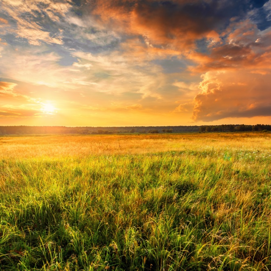 Camp necultivat. Natura asa cum este ea 💛💚🧡💙