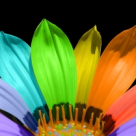 Personalitatea umana si cele patru tipologii psiho-cromatice 