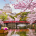 Vezi cum arata Primavara in Japonia: Ciresii infloriti sunt o magie! 