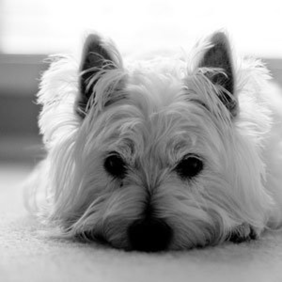 West Highland White Terrier 