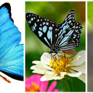  Frumuseți cu aripi rare: Top 13 cei mai frumoși fluturi ai lumii