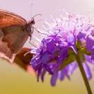 Visul lui Chuang Tzu, mare maestru TAO: Cea mai veche parabola filosofica din istorie