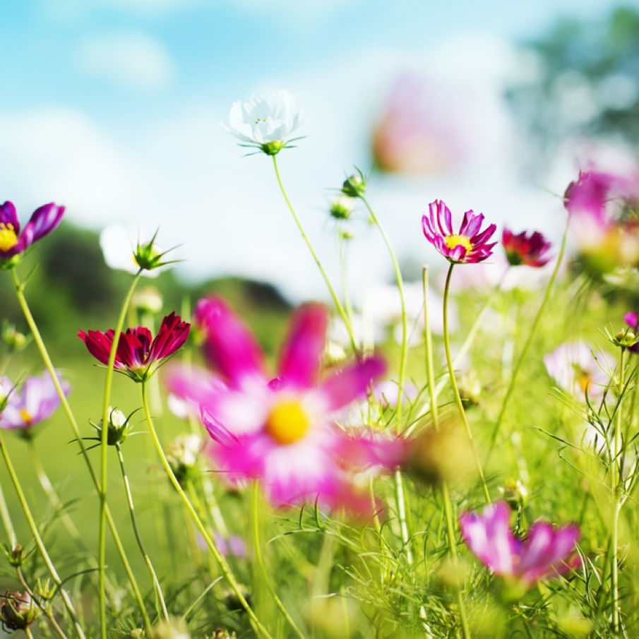 Gradina de vara cu flori salbatice 