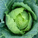 Salata de varza(cu legume)