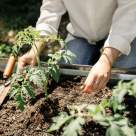 Ce legume se plantează în iunie pentru o recoltă bogată: sfaturi utile pentru grădinari