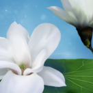 Astrologie naturist-emotionala: Semnul Lunii si cei 12 VINDECATORI Florali 