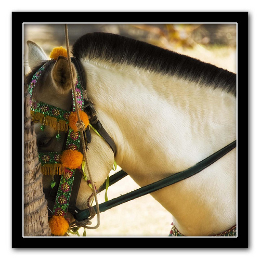 Cal cu costum popular