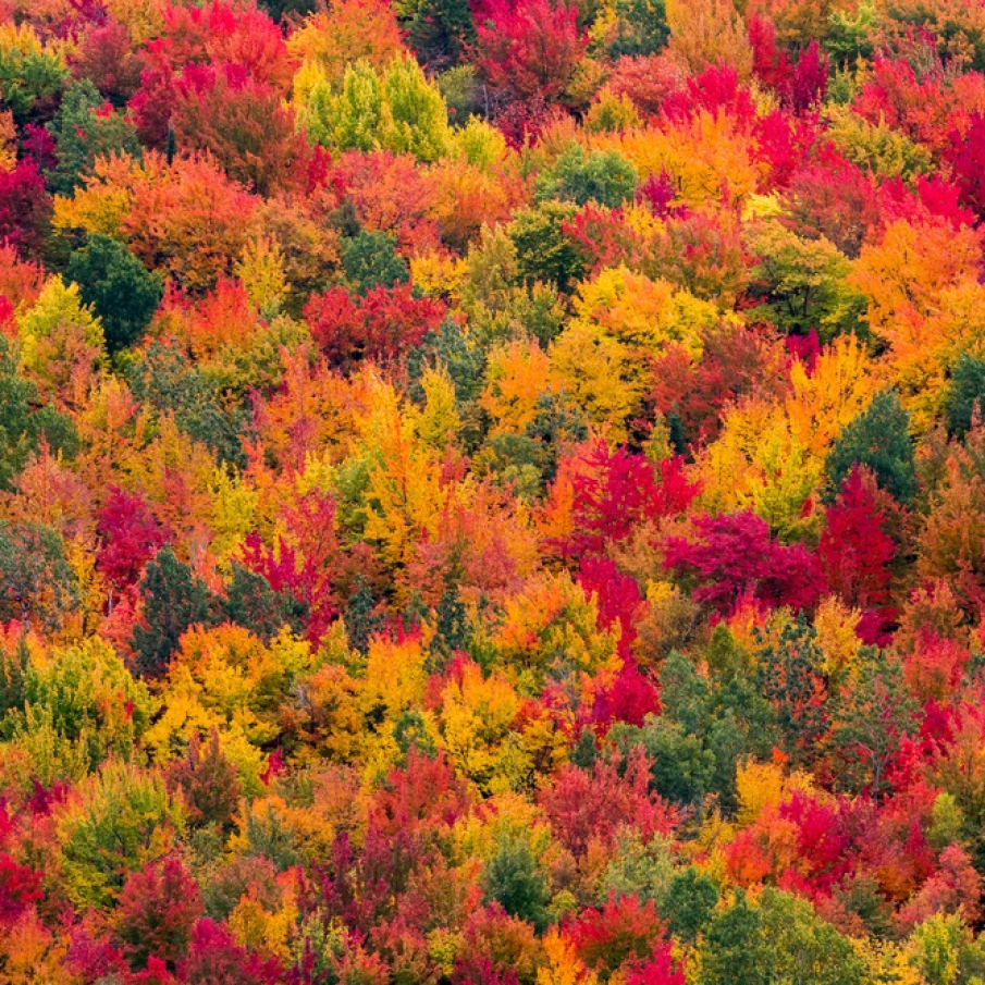 Pictura! Peisaj mirific de toamna din Canada 