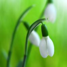 Ghiocelul, aurul alb al lui Dumnezeu