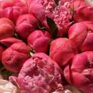 Ce semnificație au bujorii?