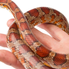 Serpii, animale de companie exotice 