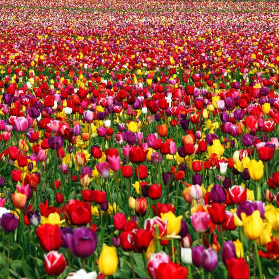 Lalele in Oregon, Statele Unite ale Americii 