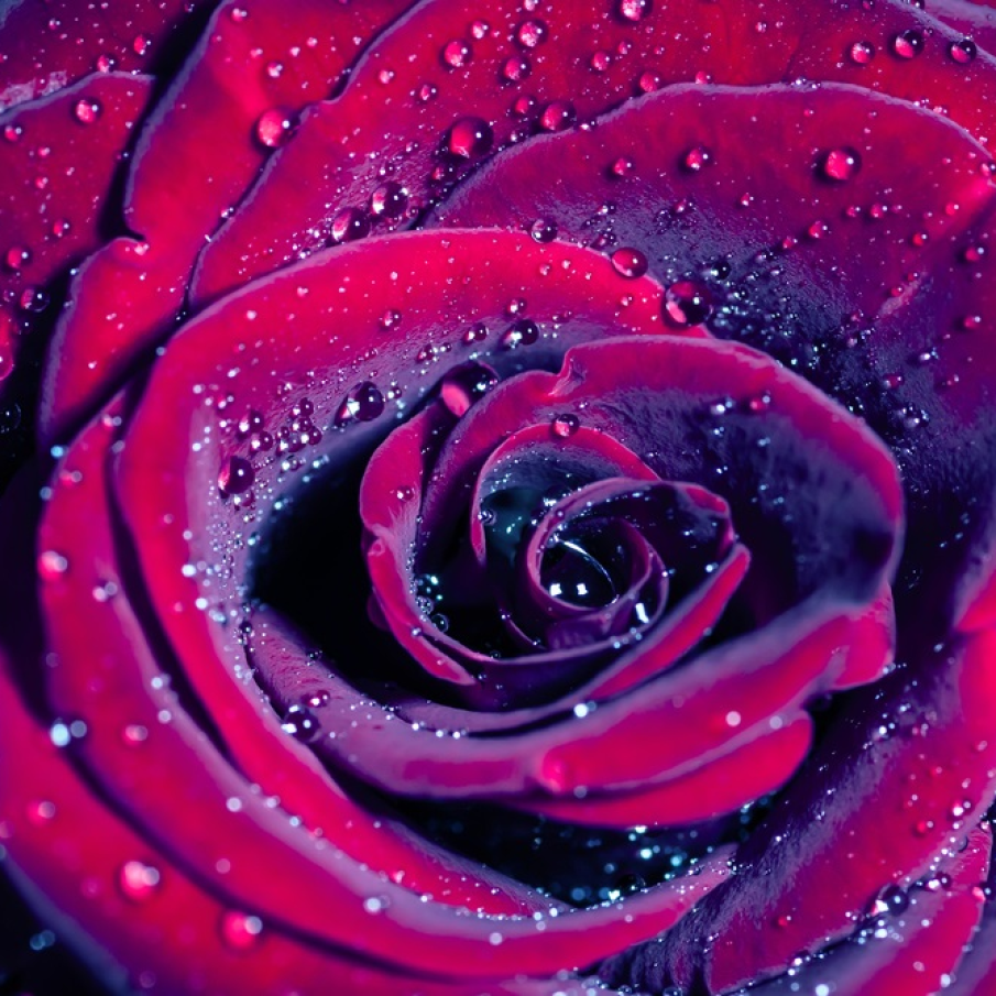 Trandafirii pot avea o durată îndelungată de viață 