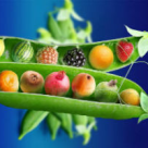 6 SURSE importante de PROTEINA VEGETALA