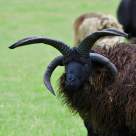 Povestea celei mai rare rase de oi – Oaia Jacob, minunăția cu patru coarne