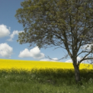 Cartea calatoare – Un Pamant nou