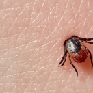 România este o zonă de risc pentru bolile care sunt transmise la oameni și la animale prin intermediul căpușelor