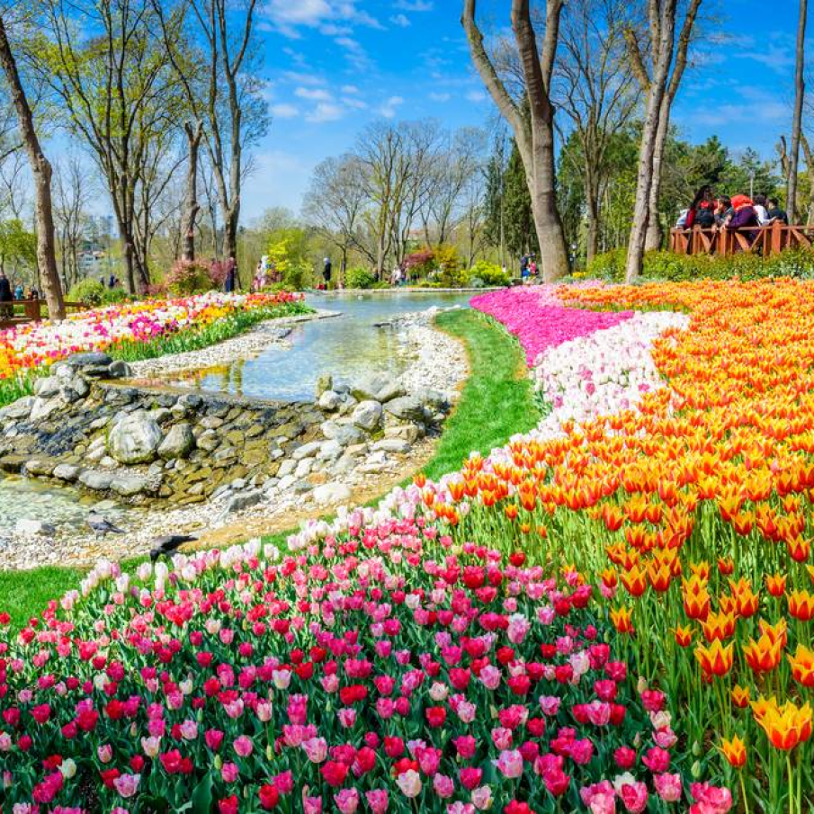 Lalele in parcul Emirgan, Istanbul 