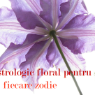 Ghid astrologic floral pentru fiecare zodie feminina in parte 