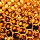 Pastura, mai valoroasa decat polenul