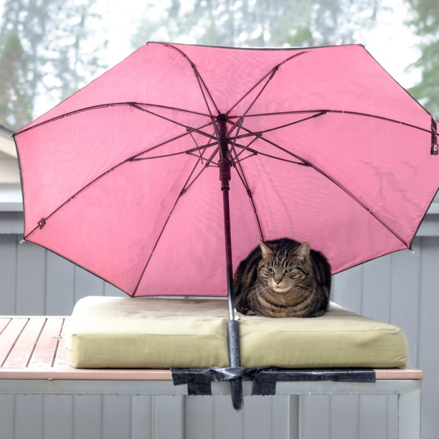 Sub o pernă moale și o umbrelă mare nu te udă, nu te plouă, viața este roz... 