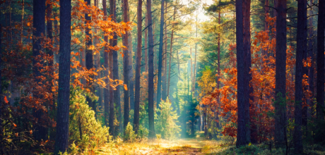 Care este citatul tau preferat despre natura?
