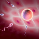 Programul de Fertilizare in vitro - 171 de reusite