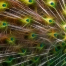 Despre teoria uimitoare a fractalilor din natura 