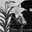 Cele mai transparente firme de servicii funerare (fără costuri ascunse)