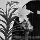 Cele mai transparente firme de servicii funerare (fără costuri ascunse)