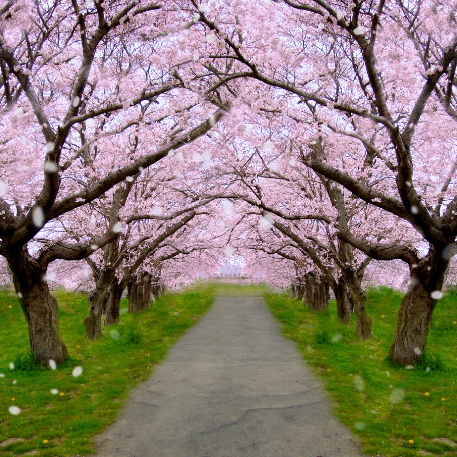 Ploaie de petale și roz de cireși înfloriți.... 