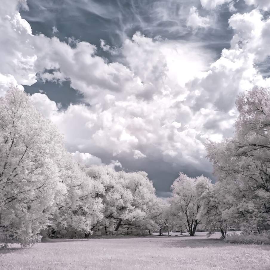 Totul un cer și un pământ,  nori care se scufundă în copaci 