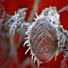 Afectiuni grave produse de Frig