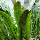 Ceaiul de limba cerbului - trateaza scalpul seboreic si ajuta in obstructiile vezicii biliare