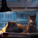 Pisicile și ploaia - o poveste de dragoste de interior. 15 imagini sugestive care descriu relația pisicuțelor cu ploaia 