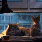 Pisicile și ploaia - o poveste de dragoste de interior. 15 imagini sugestive care descriu relația pisicuțelor cu ploaia 