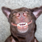 Importanța îngrijirii orale a cățeilor