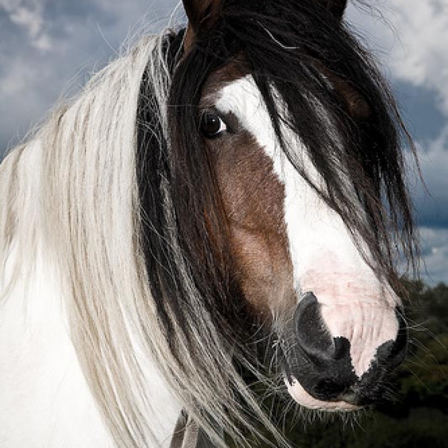 Cal rasa American Paint