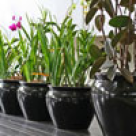 Plante de interior ce purifica aerul