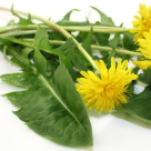 Papadie, verde cu magie! 10 beneficii puternice ale consumului de frunze de papadie 