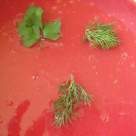 Supa crema cu sfecla, cartofi si mere