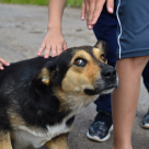 Boli transmise de la câine la om: cum poți să te protejezi?