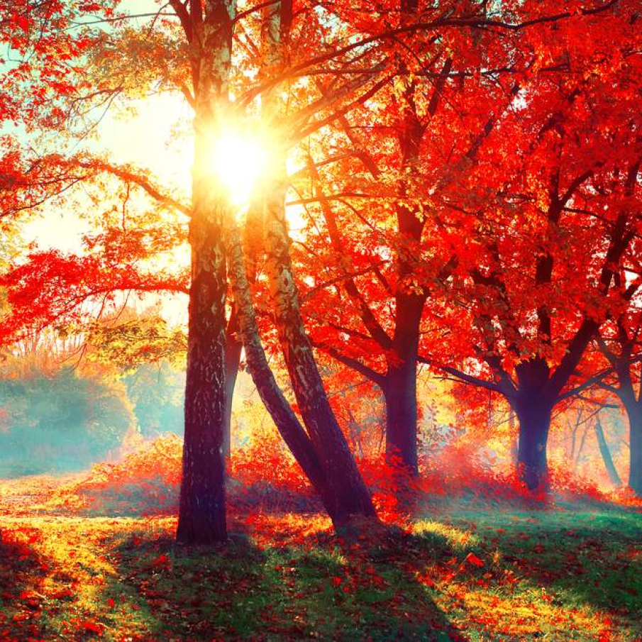 Pictura in rosu sangeriu 